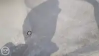 कंटेनर जहाज विक्रीसाठी