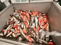 मासेमारी ट्रॉलर विक्रीसाठी